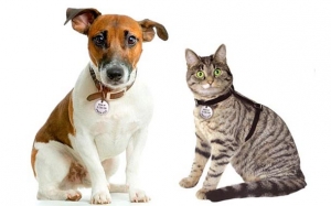 S&atilde;o Caetano pode ter RG para c&atilde;es e gatos