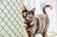 S&atilde;o Caetano do Sul tem feira de ado&ccedil;&atilde;o de c&atilde;es e gatos neste s&aacute;bado