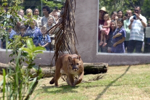 Zool&oacute;gico de S&atilde;o Bernardo inaugura novos espa&ccedil;os